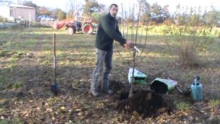 Plantation dun arbre fruitier en racine nu [upl. by September]