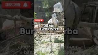 Burung Shoebill shoebill burung faktaunikhewan feedshorts shorts trendingshorts shortsviral [upl. by Watters]