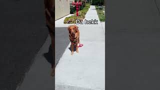 My Dog’s Reaction to a Dropped Leash dogshorts funnydogs smartdogs newchallenge goldenretriever [upl. by Maharva]