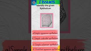 Tissues Part 23  Animal Tissues  Epithelial tissue  Epithelium shorts [upl. by Flossi]