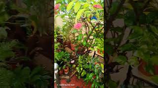 A rainy day in my forest 🌧️Garden viewIndoor plants shorts [upl. by Hedley]