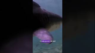 Mysterious river shark viral weirdanimals irrawaddy seacreatures seaanimals shorts [upl. by Culbertson127]