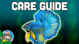 Betta Fish Care Guide  Betta Fish Tanks  Aquarium CoOp [upl. by Odrareve310]