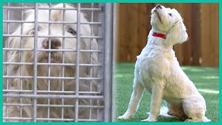 Saving a Tibetan Terrier from the Pound  Lucky Dog [upl. by Ahders407]