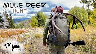 Late September Mule Deer Hunt British Columbia 2023 [upl. by Ayila]