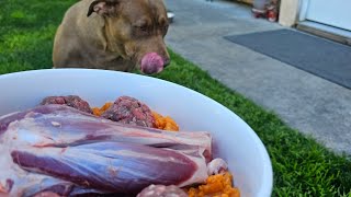 Dog Eats Raw Lamb Shank amp Ground Beef Over Smashed Yams amp Carrots Dog MUKBANG [upl. by Chrisoula]