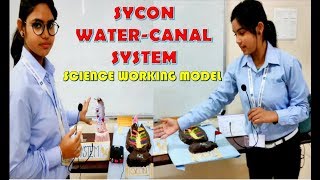 SYCON WATER CANAL SYSTEM  Working Model For Science Exhibition  EASY And SIMPLE PROJECT [upl. by Krissie]