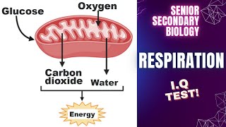 RESPIRATION MCQs  education  biologyquiz  respiration [upl. by Adieno]