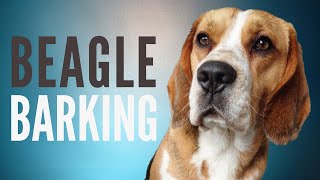 Beagle Barking Sound Effect  6 Minutes [upl. by Ditmore]