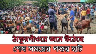 শেষ সময়ে ঠাকুরগাঁওয়ে জমজমাট পশুর হাট।Korbani Haat।Eid News।NCN [upl. by Tamanaha]