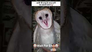 Kabahi bhi owl ke uper pani mat dalana artfacts owl birds owlartwork wildlifeartist animalart [upl. by Eimiaj]