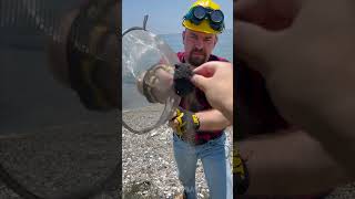 Magnetic Sand Found On Beach Using Simple SandSifting Gadget [upl. by Erde]