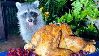 Wild Raccoons Celebrate Thanksgiving [upl. by Ainival404]