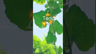 Tendrils Control and coordination shortsvideo shorts [upl. by Zorina]