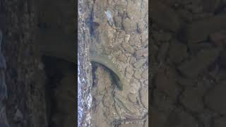 Recording an Eel at Chacachacare Island 🇹🇹 [upl. by Bellis]