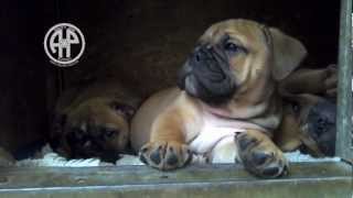 quotUWurfquot Continental Bulldog  Asgard´s Pride Bulldogs [upl. by Ahsiret]