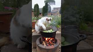 Healthy Vegetarian Cat cutespets cute animal funny [upl. by Santiago16]