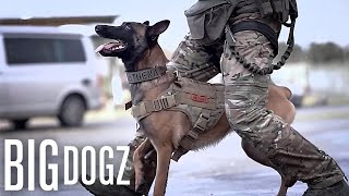 This Belgian Malinois Is Trained To A Military Standard  BIG DOGZ [upl. by Bannon781]