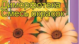 Диморфотека Смесь окрасок Краткий обзор описание характеристик dimorphoteca sinuata Smes okrasok [upl. by Kim]