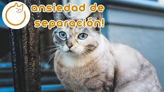 12 horas de música relajante para gatos  ¡Curación de ansiedad por separación [upl. by Ruiz]