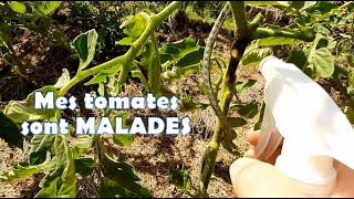 Jessaie de sauver mes plants de tomates malades [upl. by Sidman]