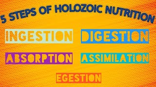 Steps Of Holozoic Nutrition  Class 7  Science  Chapter 2 [upl. by Ahsinna260]