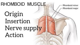 RHOMBOID MINOR amp MAJOR MUSCLE  ORIGIN INSERTION NERVE SUPPLY AND ACTION [upl. by Patsy]