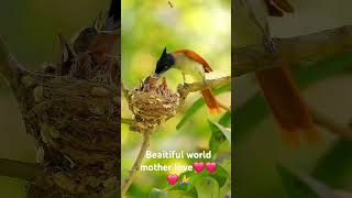 bird love beby beautiful worldforyou birds love viralvideo [upl. by Ernaline854]