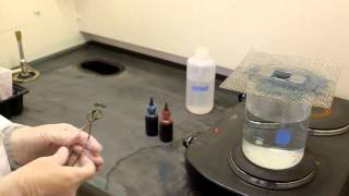 Endospore stain procedure [upl. by Ettevroc839]