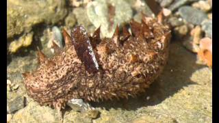 Holothuria sp Sea cucumber from Greece 3 [upl. by Eatnoed]