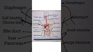 Structure of Human digestive system full name colour full diagram ✨ [upl. by Vernier]