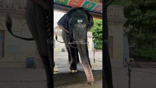 Thanjavur Temple Elephant Blessing in Temple elephant dancingqueen [upl. by Nohsid456]