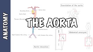 Clinical Anatomy  The Aorta sections and branches coarctation dissection and aneurysm [upl. by Benisch367]