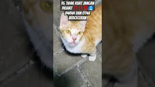 komedi lucu comedy funny ngakak shoopee automobile stitch bmx shope [upl. by Beckett]