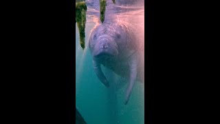 Book a minimum twonight stay at Plantation Resort on Crystal River and get a FREE manatee tour with [upl. by Calder]