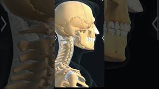 hyoid bone biology 3d anatomy [upl. by Ahrens4]