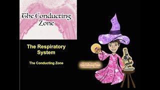 The Respiratory System The Conducting Zone [upl. by Ainecey]