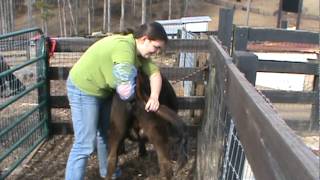 Tanglewood Farm Miniatures Palpating Miniature Jersey Cows [upl. by Zennie]