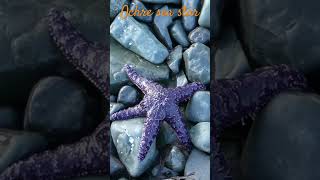 Ochre sea star on the beachÉtoile de mer Pisaster ochraceus sur la plage canada wildlife seastar [upl. by Nylhtak168]