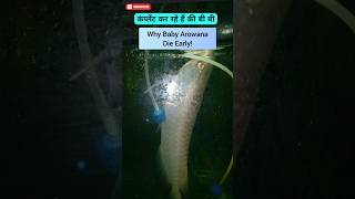 बेबी अरोवाना क्यों मर जाती है Why Baby Arowana Die Early How to care baby Arowana [upl. by Remmer]