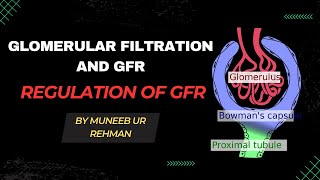 Glomerular Filtration And GFR  Regulation of GFR  Renal Physiology [upl. by Lledyl124]