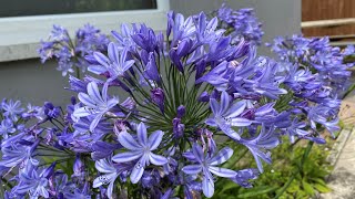 Picking our own Agapanthus seeds and sowing them in winter [upl. by Quartis]