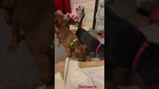 German Pinscher Litter F  5 weeks old germanpinscher puppies [upl. by Atirrehs]