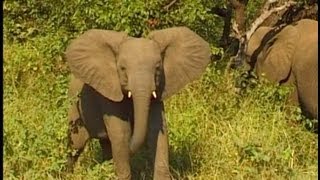 Kruger National Park Elephants  South Africa Travel Channel [upl. by Ahseket]