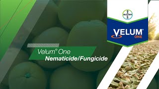 Velum® One NematicideFungicide [upl. by Noslen]