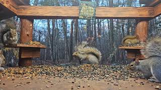 Squirrels  chipmunksandsquirrels on Twitch [upl. by Danell]