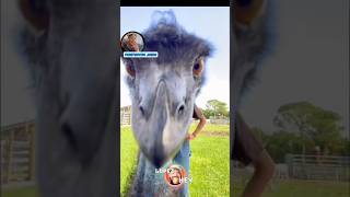 Reaction video on RxckStxr animals  voiceover reactionvideo reactionvideos reactionvids [upl. by Doretta]