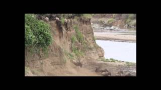 Wildebeest Crossing the Mara River [upl. by Bozuwa]