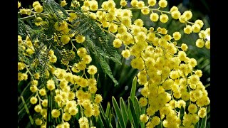 MIMOSA  HISTOIRE BOTANIQUE ET LES MEILLEURES VARIÉTÉS DE CETTE MERVEILLE VÉGÉTALE DHIVER [upl. by Nosneb]