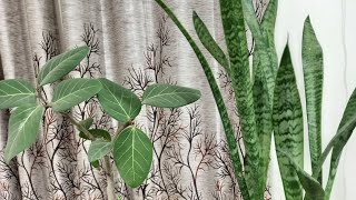 The secret to thriving indoor plants Care tips amp tricks [upl. by Eblehs]